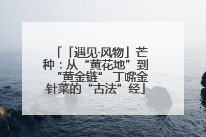 「遇见·风物」芒种：从“黄花地”到“黄金链” 丁嘴金针菜的“古法”经