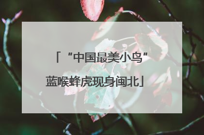 “中国最美小鸟”蓝喉蜂虎现身闽北