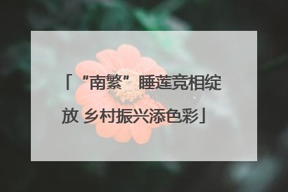 “南繁”睡莲竞相绽放 乡村振兴添色彩