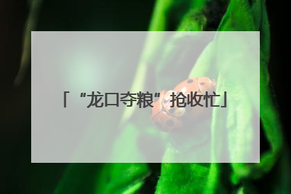 “龙口夺粮”抢收忙