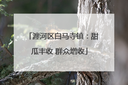 瀍河区白马寺镇：甜瓜丰收 群众增收