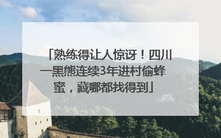 熟练得让人惊讶！四川一黑熊连续3年进村偷蜂蜜，藏哪都找得到