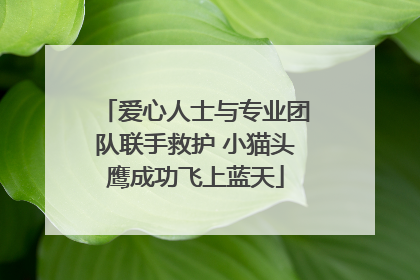 爱心人士与专业团队联手救护 小猫头鹰成功飞上蓝天