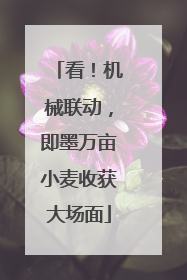 看！机械联动，即墨万亩小麦收获大场面