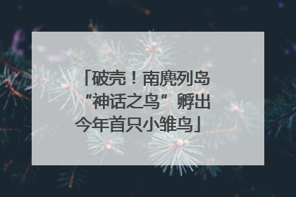 破壳！南麂列岛“神话之鸟”孵出今年首只小雏鸟