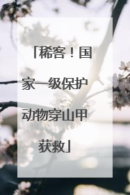 稀客！国家一级保护动物穿山甲获救