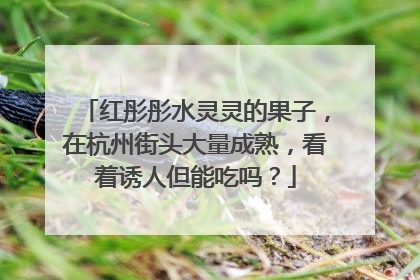 红彤彤水灵灵的果子，在杭州街头大量成熟，看着诱人但能吃吗？