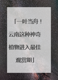 一叶当舟！云南这种神奇植物进入最佳观赏期