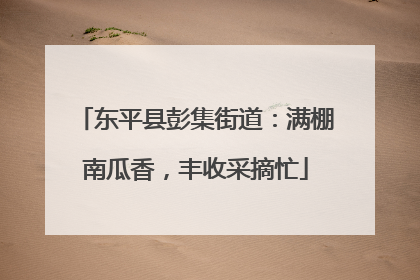 东平县彭集街道：满棚南瓜香，丰收采摘忙