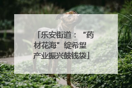 乐安街道：“药材花海”绽希望 产业振兴鼓钱袋