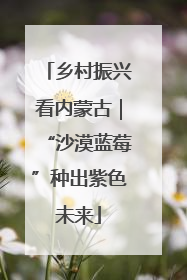 乡村振兴看内蒙古｜“沙漠蓝莓”种出紫色未来
