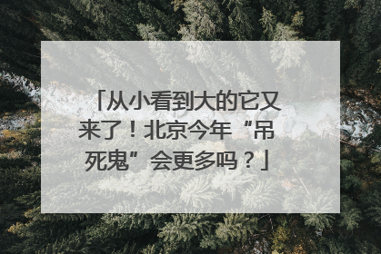 从小看到大的它又来了！北京今年“吊死鬼”会更多吗？