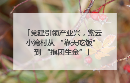 党建引领产业兴，紫云小湾村从 “靠天吃饭” 到 “抱团生金”