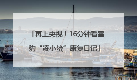 再上央视！16分钟看雪豹“凌小蛰”康复日记