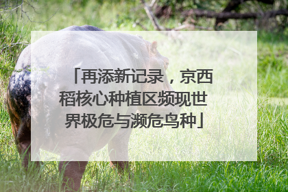 再添新记录，京西稻核心种植区频现世界极危与濒危鸟种