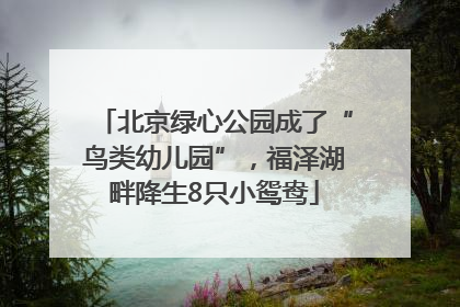 北京绿心公园成了“鸟类幼儿园”，福泽湖畔降生8只小鸳鸯