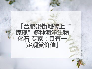 合肥罍街地砖上“惊现”多种海洋生物化石 专家：具有一定观赏价值