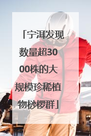 宁洱发现数量超3000株的大规模珍稀植物桫椤群