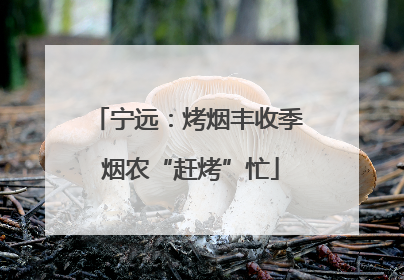 宁远：烤烟丰收季 烟农“赶烤”忙