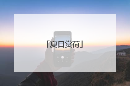 夏日赏荷