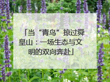 当“青鸟”掠过舜皇山：一场生态与文明的双向奔赴