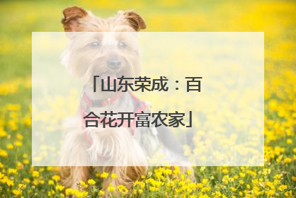 山东荣成：百合花开富农家