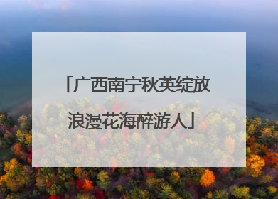 广西南宁秋英绽放 浪漫花海醉游人