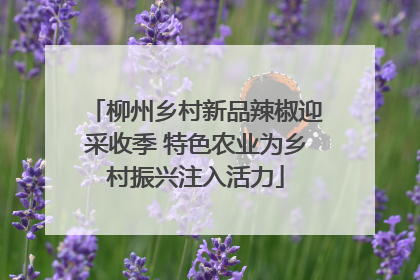 柳州乡村新品辣椒迎采收季 特色农业为乡村振兴注入活力
