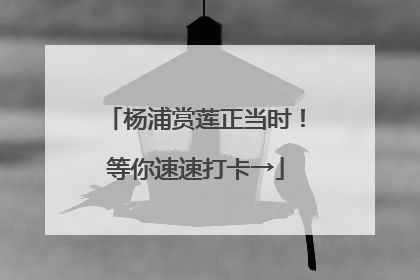 杨浦赏莲正当时！等你速速打卡→