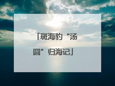 斑海豹“汤圆”归海记