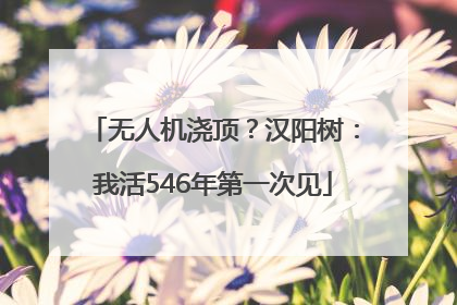 无人机浇顶？汉阳树：我活546年第一次见