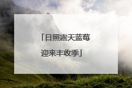 日照露天蓝莓迎来丰收季