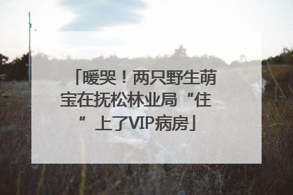 暖哭！两只野生萌宝在抚松林业局“住”上了VIP病房
