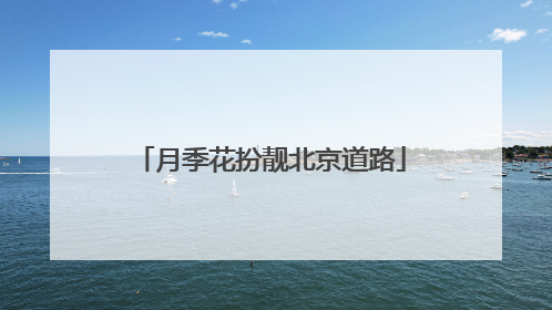 月季花扮靓北京道路