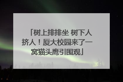 树上排排坐 树下人挤人！厦大校园来了一窝猫头鹰引围观