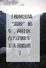 槐树出墙“滴胶”黏车，两社区合力消除车主头顶隐患