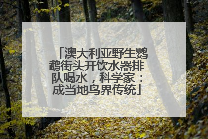 澳大利亚野生鹦鹉街头开饮水器排队喝水，科学家：成当地鸟界传统