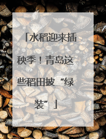 水稻迎来插秧季！青岛这些稻田披“绿装”