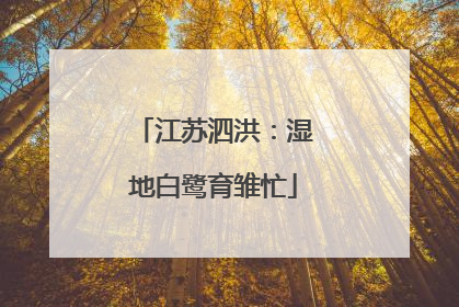 江苏泗洪：湿地白鹭育雏忙