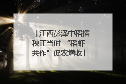 江西彭泽中稻插秧正当时 “稻虾共作”促农增收