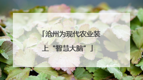 沧州为现代农业装上“智慧大脑”