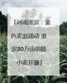 河南淮滨：金色麦浪涌动 淮滨80万亩弱筋小麦开镰