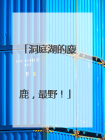 洞庭湖的麋鹿，最野！