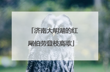 济南大明湖的红尾伯劳登枝高歌