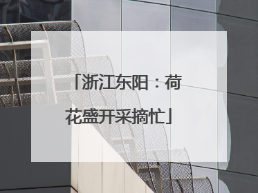 浙江东阳：荷花盛开采摘忙