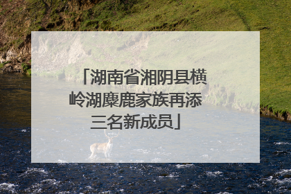 湖南省湘阴县横岭湖麋鹿家族再添三名新成员