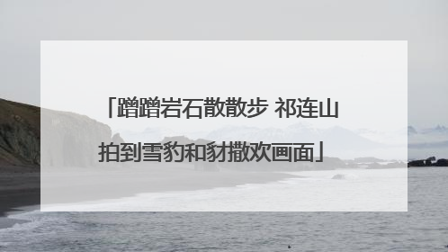 蹭蹭岩石散散步 祁连山拍到雪豹和豺撒欢画面