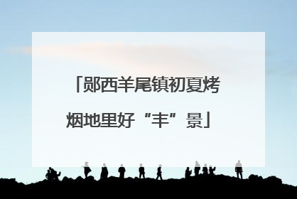 郧西羊尾镇初夏烤烟地里好“丰”景