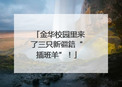 金华校园里来了三只新疆籍“插班羊”！