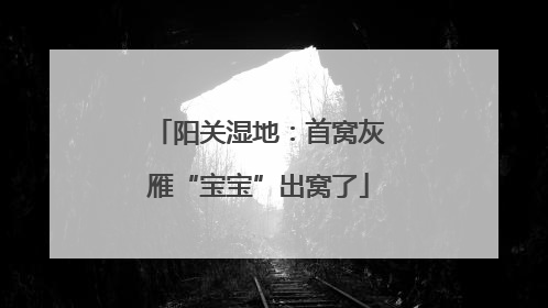 阳关湿地：首窝灰雁“宝宝”出窝了
